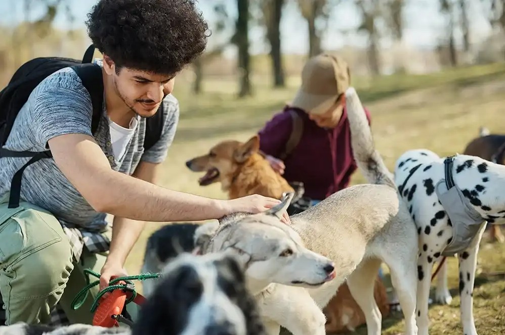 dogwalking side hustle Man dog walking side hustle